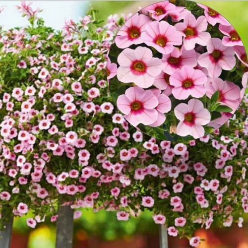 Calibrachoa Calita® 'Pink Morn' - Puispetuunia Calita® 'Pink Morn'  